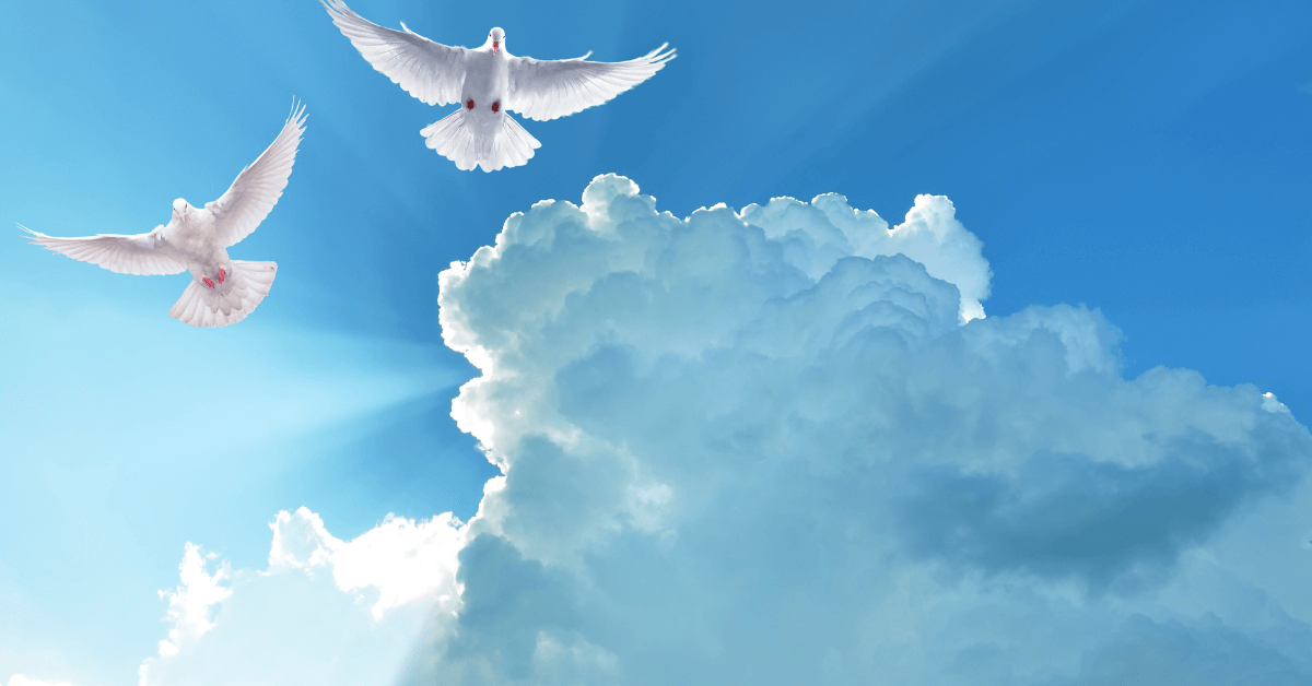 Imagem de duas lindas aves brancas, voando em um céu lindo, com muitas nuvens e bem claro. Imagem destacada do site louvare.com, referente ao post: Descobrindo os dons do Espírito Santo: Guiando-se pela sabedoria divina